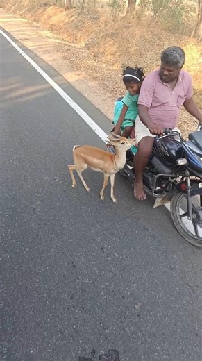 Love animals | हिरण का प्यार #youtubeshorts #amimals #love