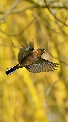 Robin Flying SlowMotion Wincent hIEDb #bird #nature #wildlife