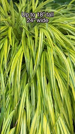 June 2026 For Japanese Forest Grass, Hakonechloa "Aureola"