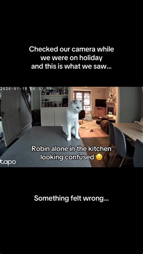 We called the pet sitter and… Sushi was trapped inside the bed 😭 Instant heartbreak. We almost turned back from holiday 😭🐾 We thought Robin just missed us… but he was actually trying to tell us his sister was trapped 🥺 #cat#catstoryt#catcamerat#petparentsp#fypralcats