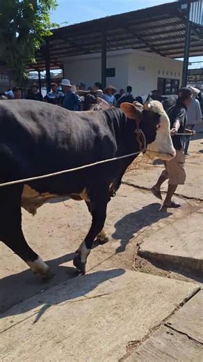 2K views · 17 reactions | Sapi pulang ke kandang | Sapi bull | Facebook