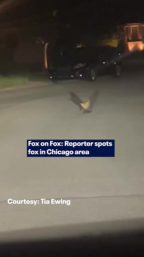 Fox on Fox! Fox 32’s Tia Ewing had a surprise encounter — spotting a real fox in the Chicago area! | Fox 32 Chicago