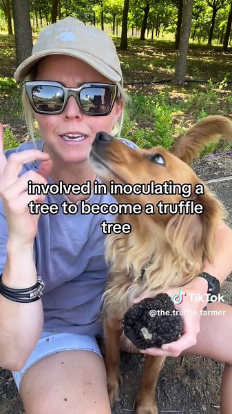 Why Truffles Are So Expensive: Exploring Their Value