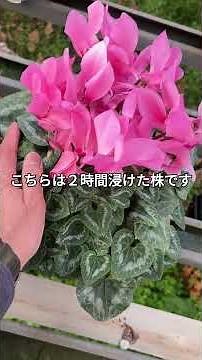 2時間浸けっ放しのその後 #シクラメン #シクラメンの育て方 #増田園芸
