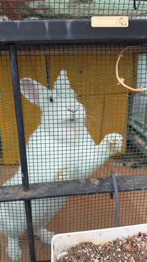 Funny animal saying hello #shorts