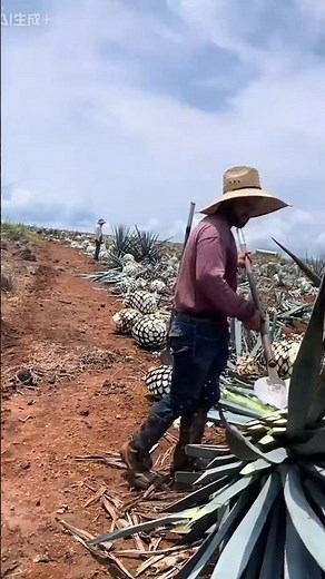 Why Agave Takes 7 Years to Harvest!