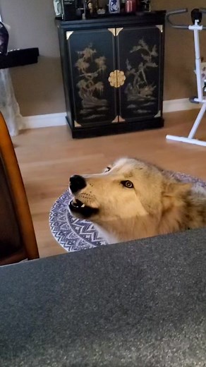 Guardiansofthewolves on TikTok