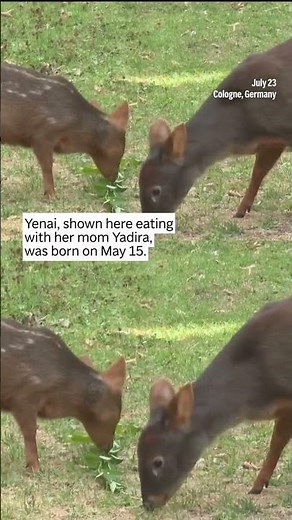 Meet 'Yenai'! One Of The World's Smallest Deer Born At Germany's Cologne Zoo | N18S