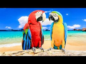 Secrets Behind Birds Feather Colour | Colourful Birds Video