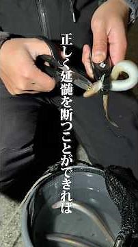 【アナゴを締める】意外と知らないアナゴの締め方教えます #釣り #fishing #フィッシング #でらつり #blanknot