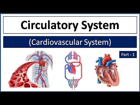 Circulatory System / Cardiovascular System | Heart Structure, Location & Function | Blood Vessels