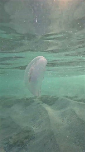 Cool Jellyfish 🪼🪼🪼