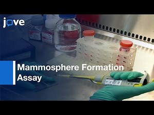Mammosphere Formation Assay from Breast Cancer Tissues and Cell Lines | Protocol Preview