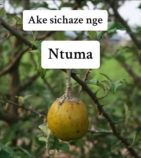 Ake Sichaze nge Ntuma😭#SAMA28 #Isintusethu #sichazaimithiyesintu