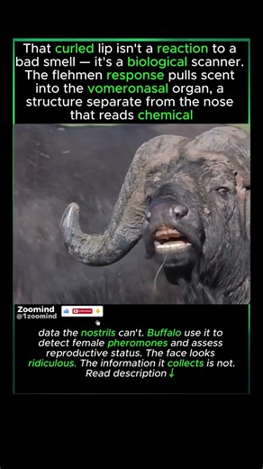 That Face Means Something #buffalo #wildlife #animals #animalshorts #animalfacts #nature #viral