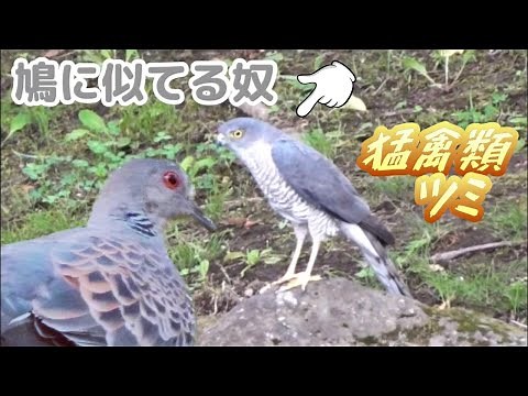 小さな猛禽類 ツミの水飲み。日本最小の鷹 Cool Japanese Sparrow hawk. 身近な猛禽 雀鷹 かっこいい 野鳥観察 野鳥動画 自然音 小川 鳩に似てる鳥
