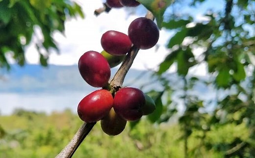 Why Is Coffee from Sumatra Famous? Here are 5 Facts