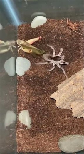 Grasshopper VS Wolf Spider | Terrarium Clash