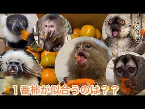 沢山の柿をいただきました♫大喜びで食べる動物達・・・1番柿が似合うのは誰？？
