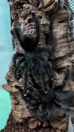 Avicularia avicularia🕷️