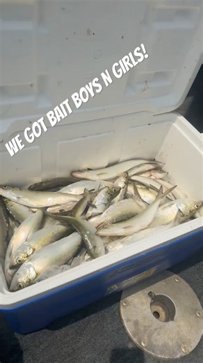 SKIPJACK FISHING CAN BE JUST AS FUN WHEN YOU BRING YOURE DAD!! #catchyourownbait #fatherson #fishing