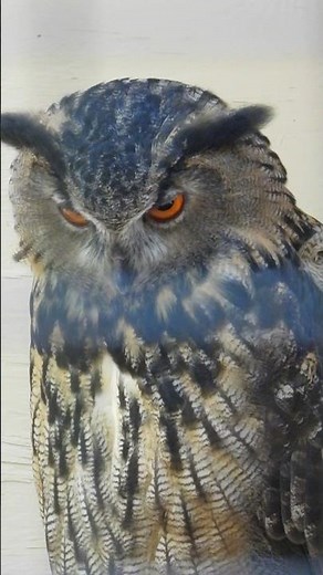 "Meet the World’s Largest Owl: The Eagle Owl"