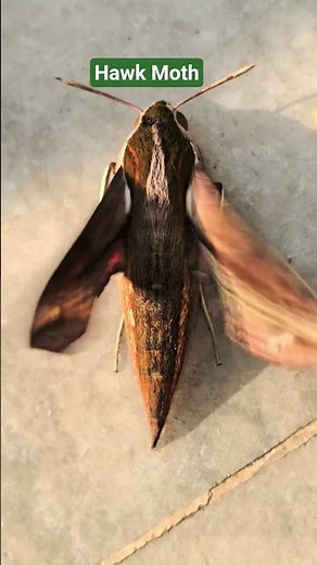 Hawk moth #moth #insects #insects facts #wildlife #nature
