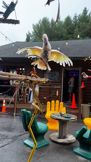 Bath time!! Bart loves the rain!!!❤️ #bart #birdbath #cockatoo #Wisconsin #parrot #rescuebird #reservoirdogsaloon | Reservoir Dog Saloon