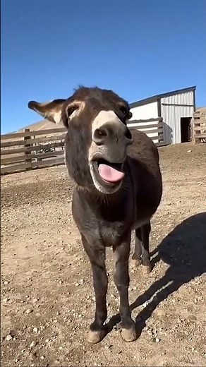 Donkey Laughs Like a Human 😂 | Funniest Animal Moment Ever! #viralvideo