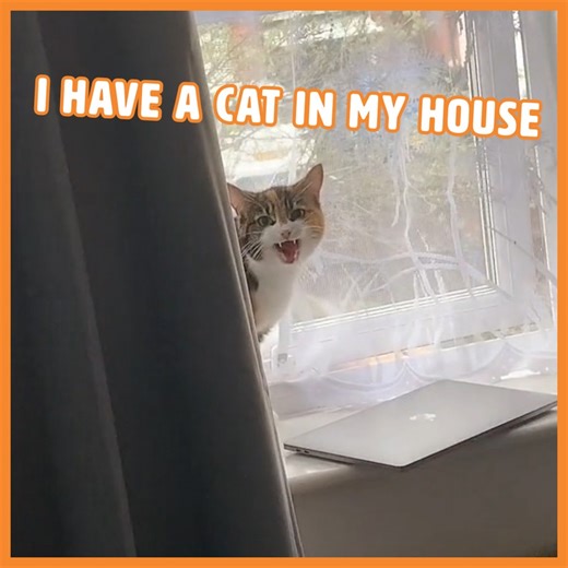The Way He Said Hello Back 😂 #LOSTCAT #missingcat | Pawsome Pets
