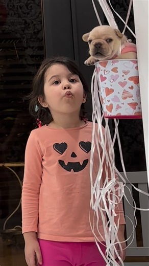 Miami french bulldogs on Instagram: "Just two bestie giving each other a boost. #babydog #valentinesday #puppylife #pibble #dogmodel"