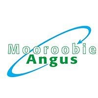 Angus and Wagyu Bulls - Mooroobie.com.au