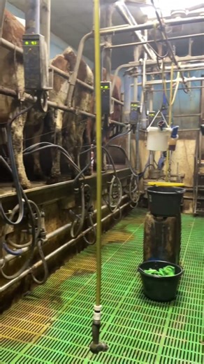 L’élevage le plus beaux métier du monde 🗺️ ❤️🐮 #jeveuxpercer #pourtoi #agri #agriculture