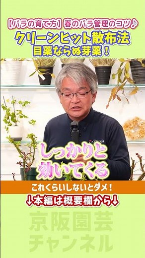 [How to Grow Roses] Tips for Spring Rose Care ♪ We recommend using bud medicine in March! If you ...