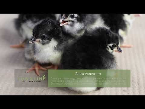 Black Australorp Baby Chicks