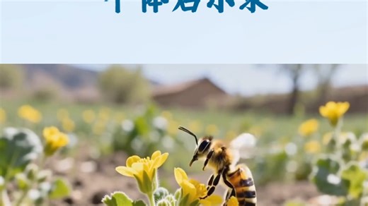 #中华蜜蜂#超个体#哺乳动物