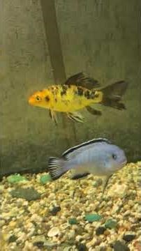 Aquarium Keeping as a Hobby.