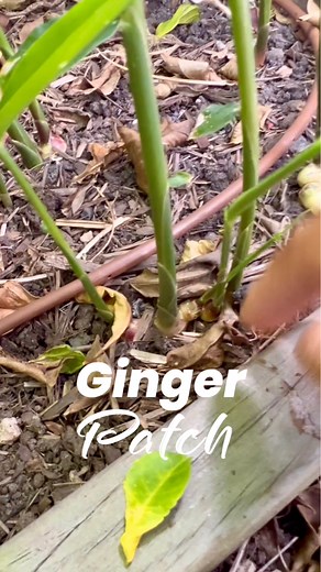Ginger patch. Ginger is the most expensive to buy from stores and so I decided to build a ginger patch. Do you know the leaves can be used to cooking too? #gardening #vegetablegarden #vegetablegardening #raisedbeds #raisedbedgardening #fyp #reelsviral #ginger | Deo N A Valenzuela
