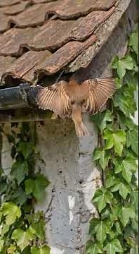 60 seconds of sparrows building a nest at lightning speed| Have you ever seen sparrows build a nest?