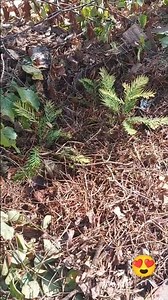 Sequoia sempervirens