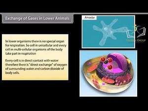 Class 10 SCIENCE BIOLOGY || Chapter Life Processes Transportation III || CBSE