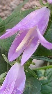Campanula rapunculoides: La belleza europea que nace entre piedras