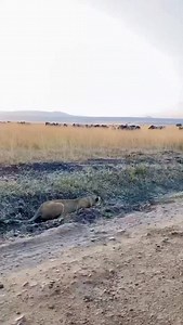 Tanzania Safari! Is a Tanzania Safari too expensive? Probably not! 🙅 You can always travel in a style that matches your budget. In Tanzania, there are different safari options to choose from: 📌 1. Camping Safari A budget-friendly option where you’ll sleep in tents ⛺ and get closer to wildlife. Perfect for adventurous travelers! 📌 2. Lodge Safari Accommodation in comfortable lodges or tented camps with private bathrooms. Great for families and honeymooners who want comfort at a fair price. 📌3