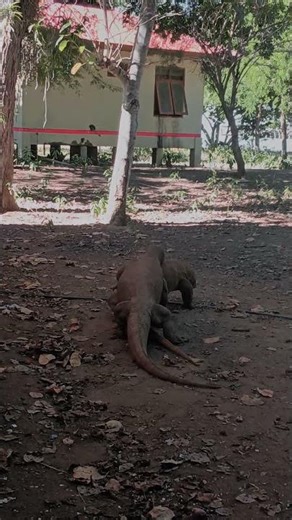 Nature's Giants Clash! 🐊 Komodo Dragons Fight! #shorts #wildlife