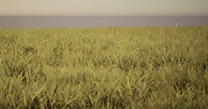 Realistic 3D Grass Material Set Up in Unreal Engine 5