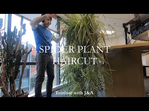 Trimming My Massive Spider Plant