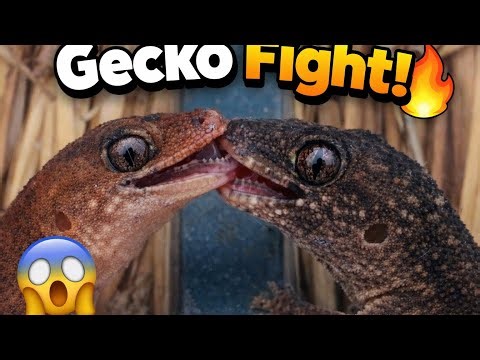 “Two Geckos Fighting Mouth to Mouth – Rare Nature Moment!”
