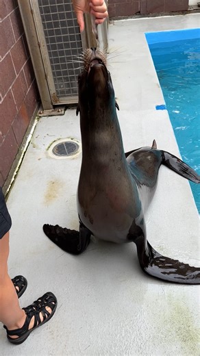 7.2K views · 186 reactions | Happy World Sea Lion Day! We’re pleased to share that our California sea lions will be back on exhibit in the next few weeks following completion of exhibit repairs. To help hold you over until they return, here’s another great clip of Senior Trainer Stephanie and Trainer Kathryn working with them during a daily training session at the New York Aquarium. | Central Park Zoo | Facebook