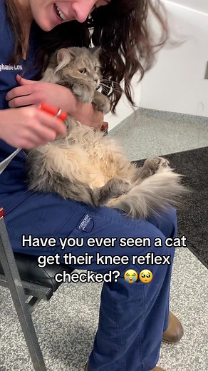 Cat Knee Reflex Check: The Cutest Thing You'll See Today