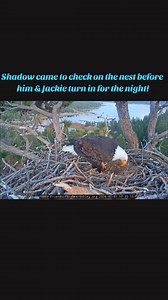 🦅🥹🦅 #jackieandshadow #fobbv #livecam #eaglenest #Nesting #baldeagle | Let's get REEL with Leigh Ann
